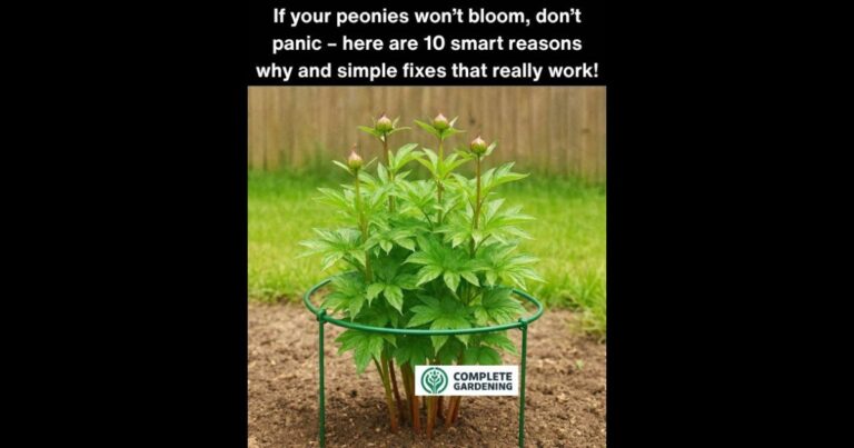 If your peonies won’t bloom, don’t panic – here are 10 smart reasons why and simple fixes that really work!