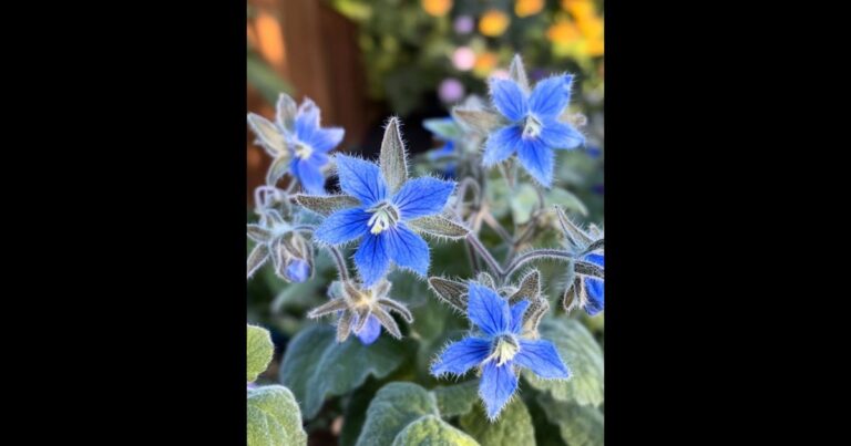 Here’s Why Every Gardener Is Suddenly Growing This One Powerful Herb