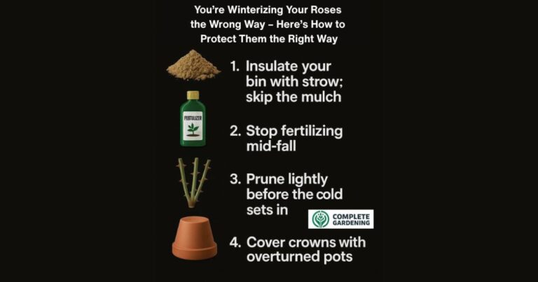 You’re Winterizing Your Roses the Wrong Way – Here’s How to Protect Them the Right Way
