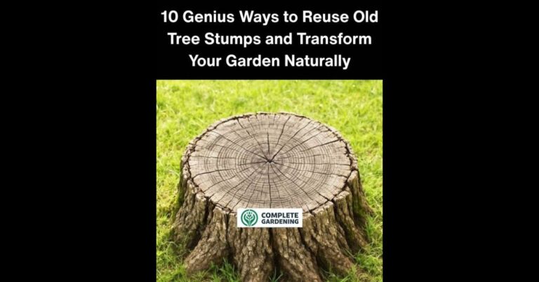 10 Genius Ways to Reuse Old Tree Stumps and Transform Your Garden Naturally