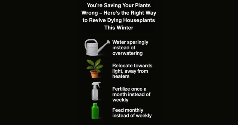 You’re Saving Your Plants Wrong – Here’s the Right Way to Revive Dying Houseplants This Winter