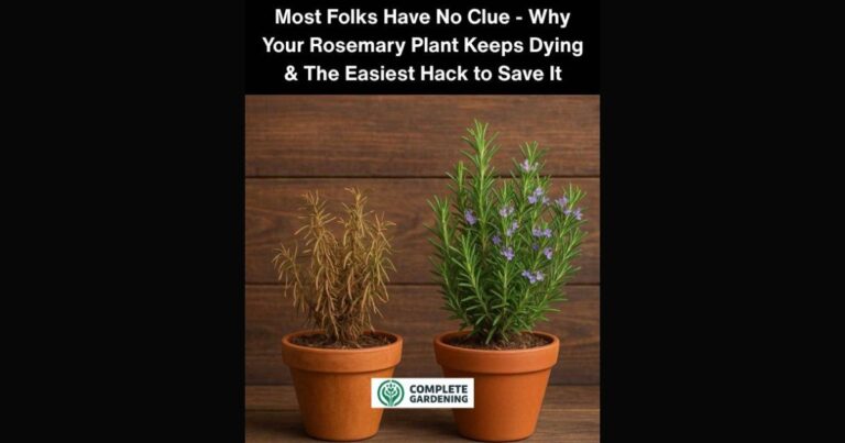 Most Folks Have No Clue – Why Your Rosemary Plant Keeps Dying & The Easiest Hack to Save It