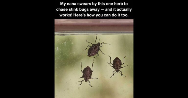 My Grandma’s Secret to Getting Rid of Stink Bugs — One Simple Herb Does the Trick