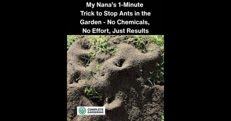 My Nana’s 1-Minute Trick to Stop Ants in the Garden – No Chemicals, No Effort, Just Results