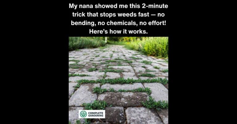 My nana showed me this 2-minute trick that stops weeds fast — no bending, no chemicals, no effort! Here’s how it works.