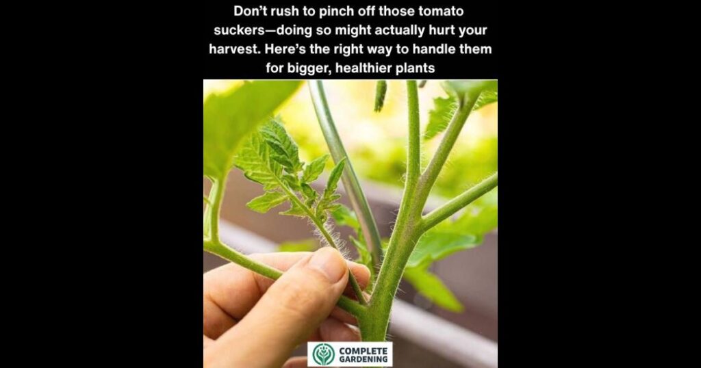 This Surprised Me! Why You Should Stop Removing Tomato Suckers and What to Do Instead
