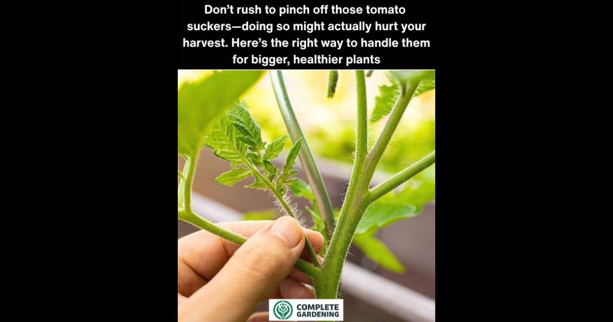 This Surprised Me! Why You Should Stop Removing Tomato Suckers and What to Do Instead