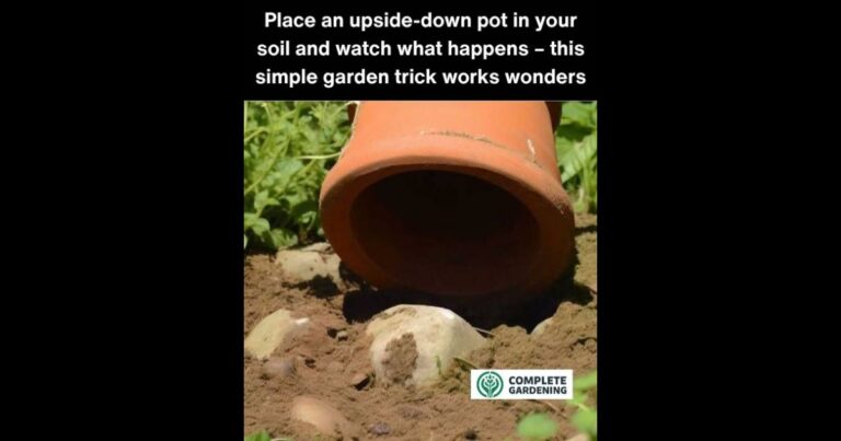 Okay, I’m Definitely Trying This Genius Trick in My Garden