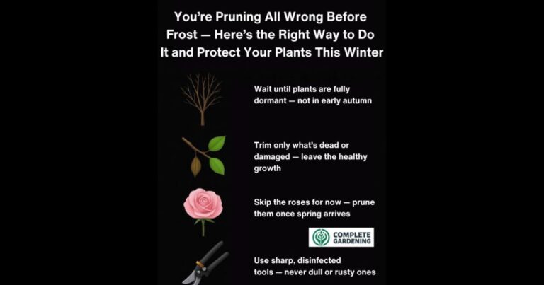 You’re Pruning All Wrong Before Frost – Here’s the Right Way to Do It and Protect Your Plants This Winter