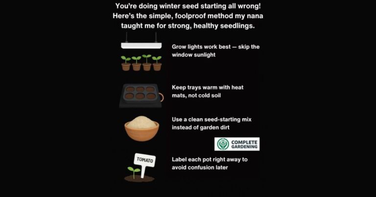 You’re doing winter seed starting all wrong! Here’s the simple, foolproof method my nana taught me for strong, healthy seedlings