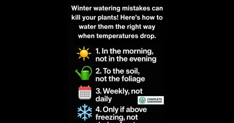 Winter watering mistakes can kill your plants! Here’s how to water them the right way when temperatures drop.