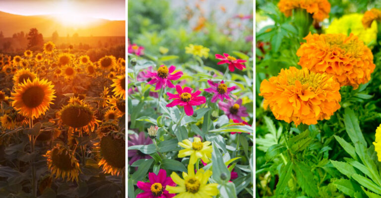 12 Fast-Growing Flowers You Can Still Start This Month