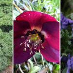 15 Hardy Plants That Survive Late Frost Without Damage
