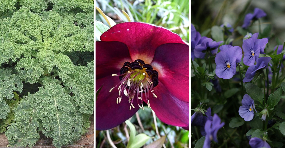 15 Hardy Plants That Survive Late Frost Without Damage