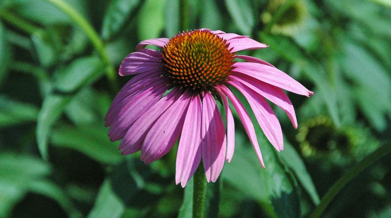 Coneflower (Echinacea)