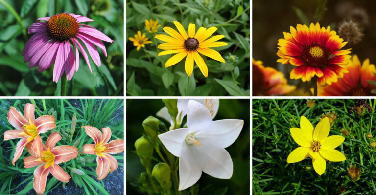 17 Perennials That Bloom for Months Without Extra Care