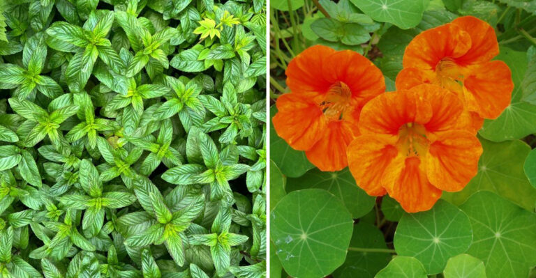 19 Backyard Plants That Naturally Keep Pests Away
