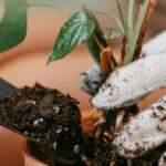 9 Things You’re Doing That Are Secretly Killing Your Houseplants