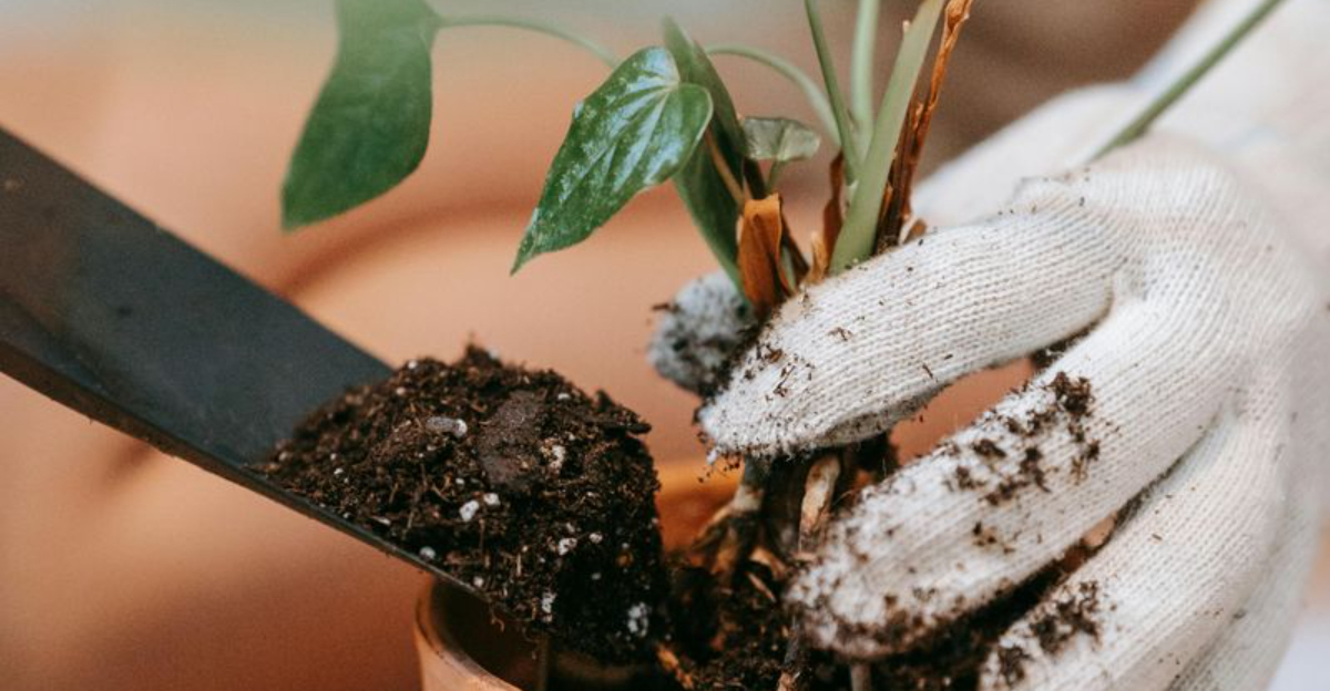 9 Things You’re Doing That Are Secretly Killing Your Houseplants