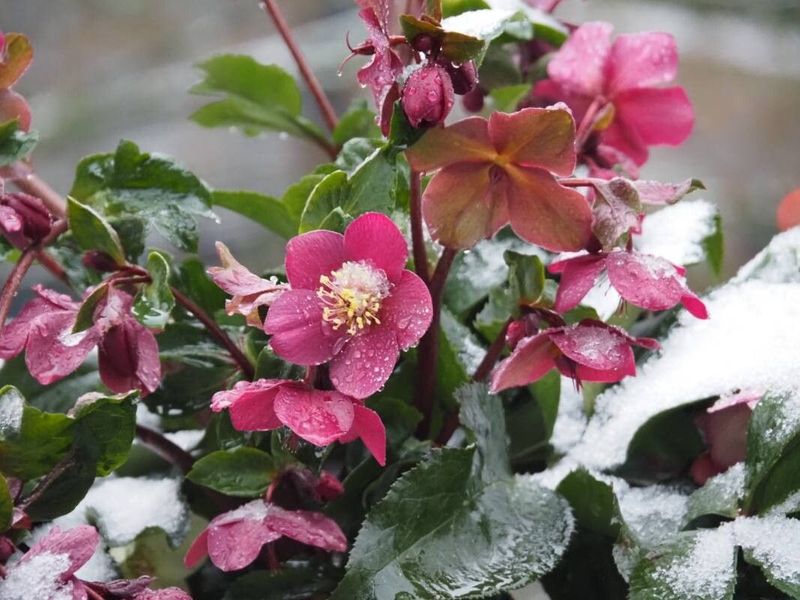 Hellebore (Lenten Rose)
