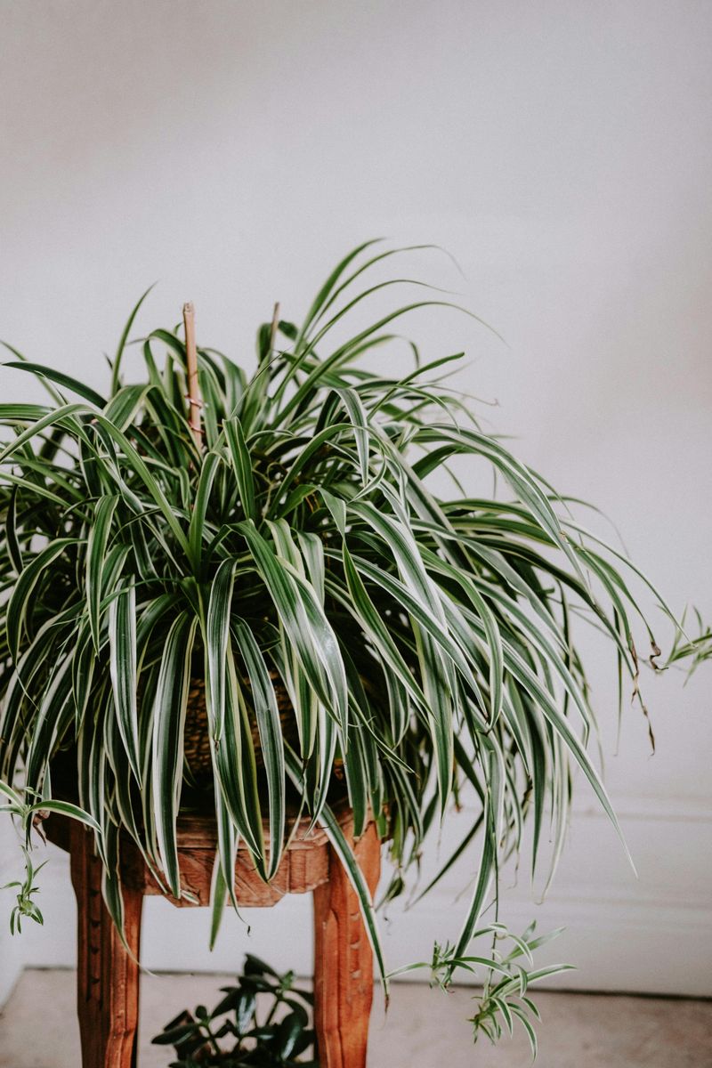 Spider Plant (Chlorophytum comosum)
