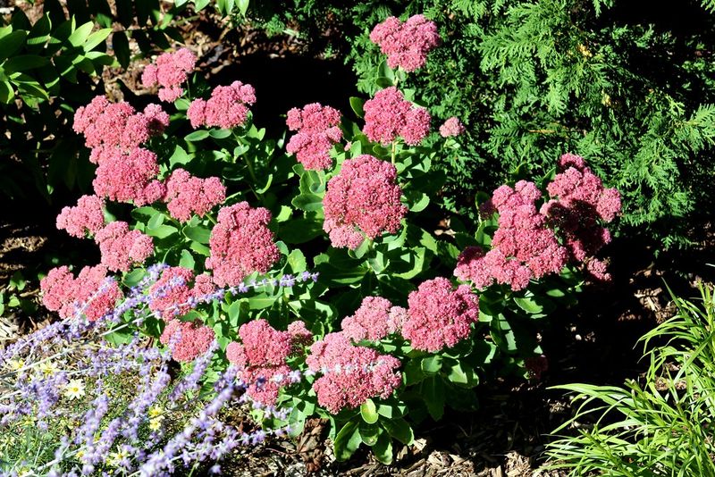 Sedum (Stonecrop)