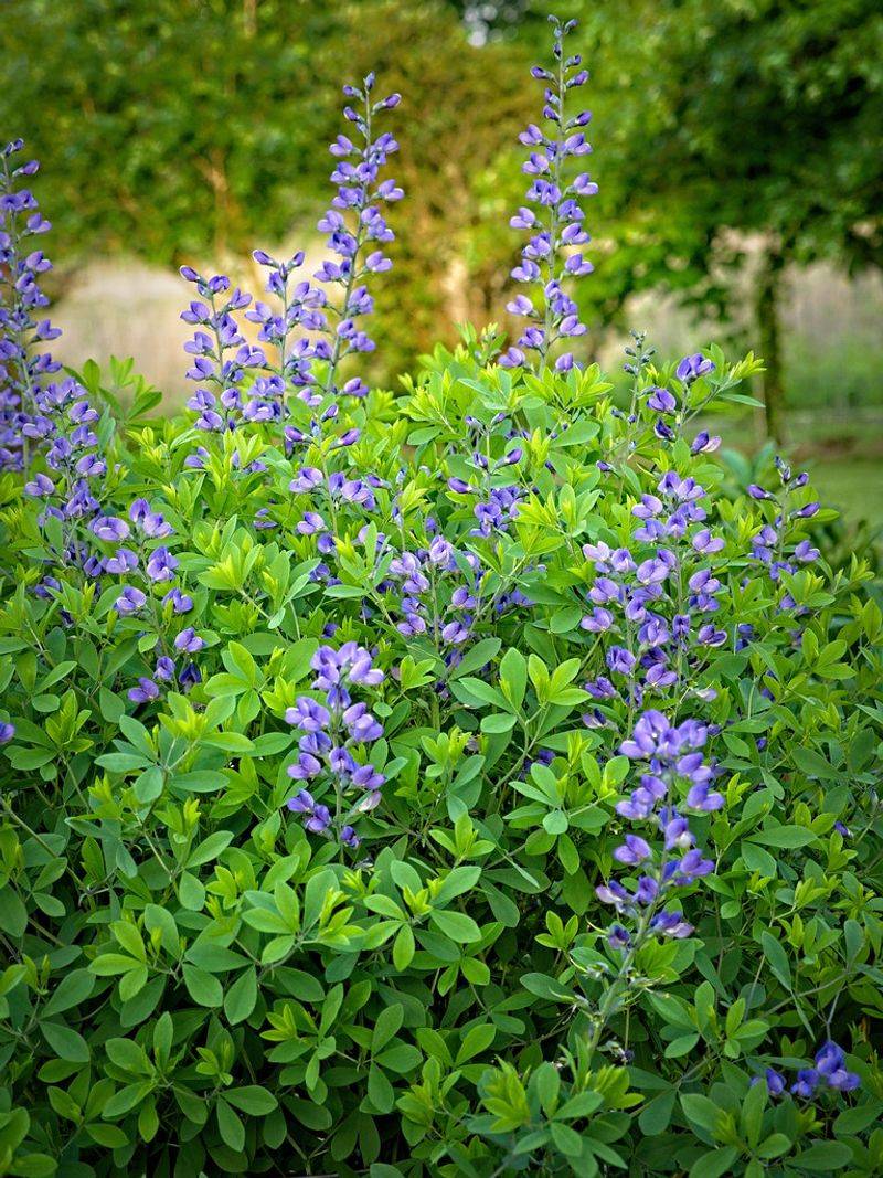 Baptisia (False Indigo)
