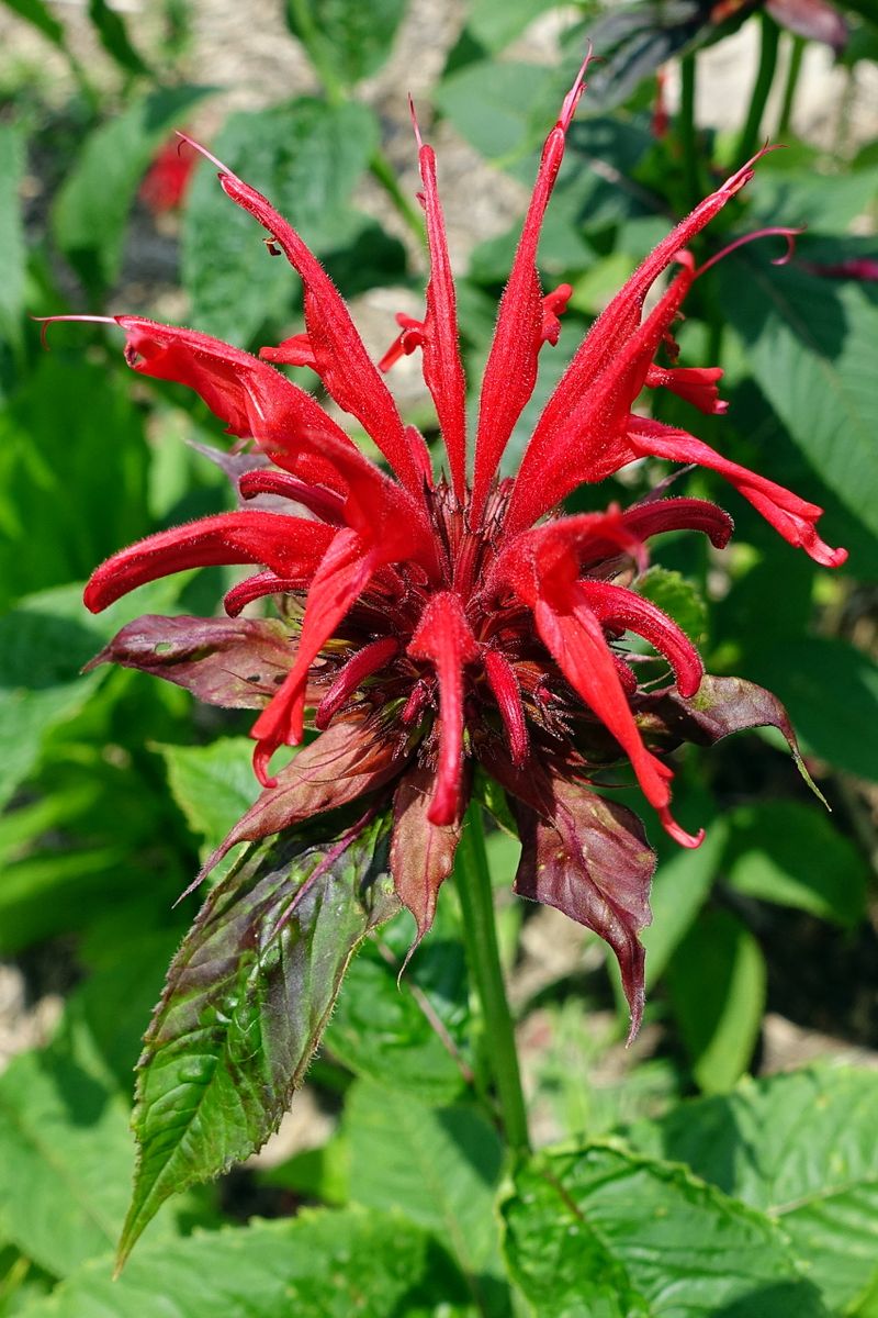 Bee Balm (Monarda)