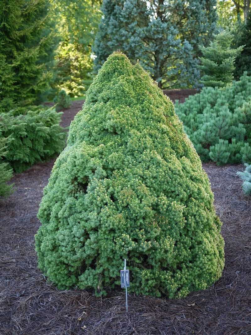 Dwarf Alberta Spruce
