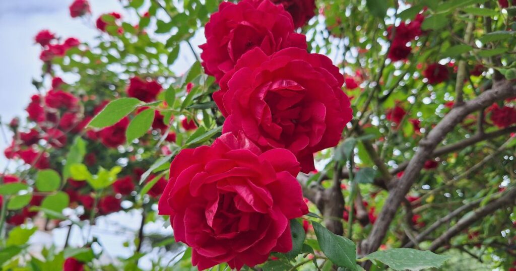 Before You Throw That Away, Your Roses Might Want It