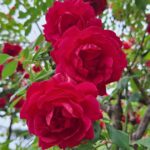 Before You Throw That Away, Your Roses Might Want It