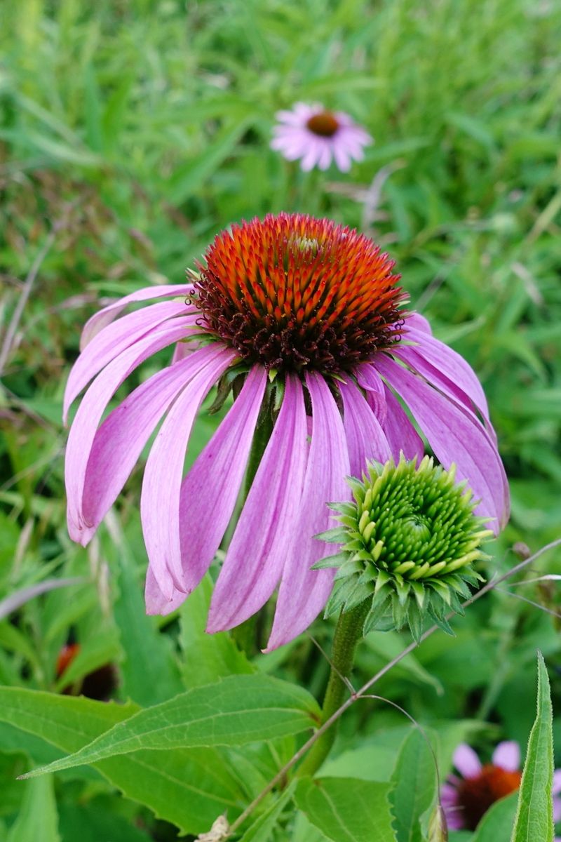Coneflower (Echinacea purpurea)