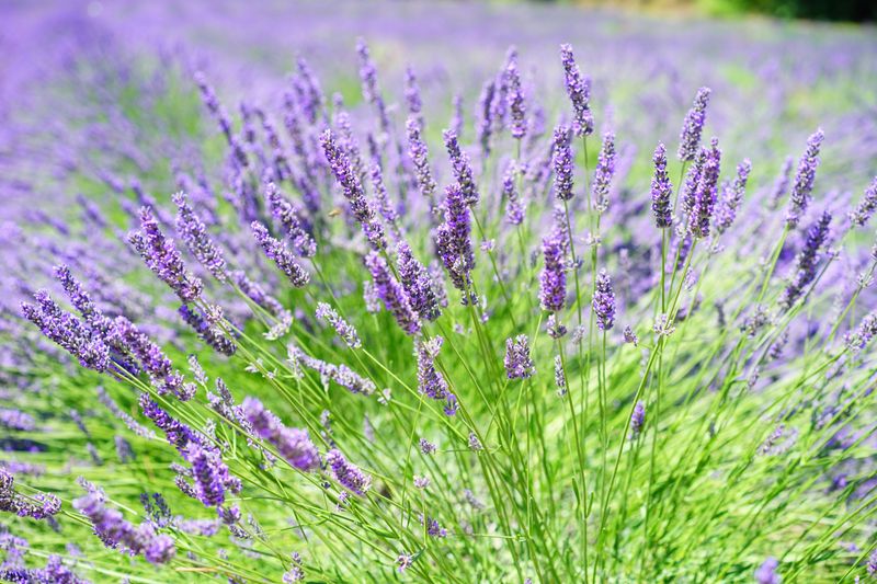 Lavender (Lavandula)