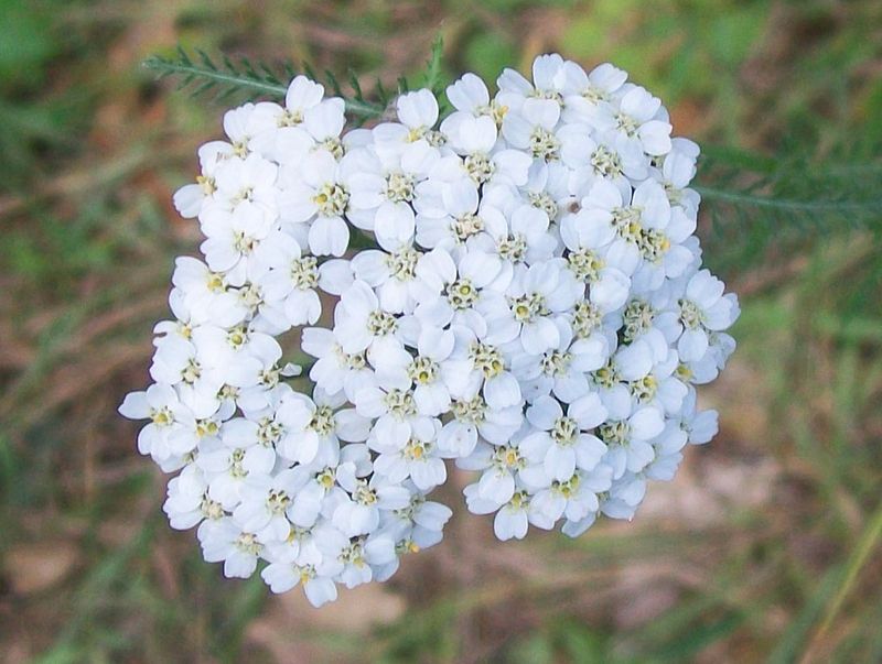 Yarrow (Achillea millefolium)