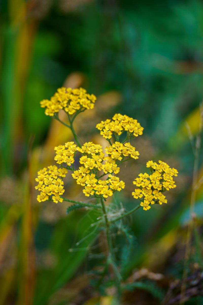 Yarrow