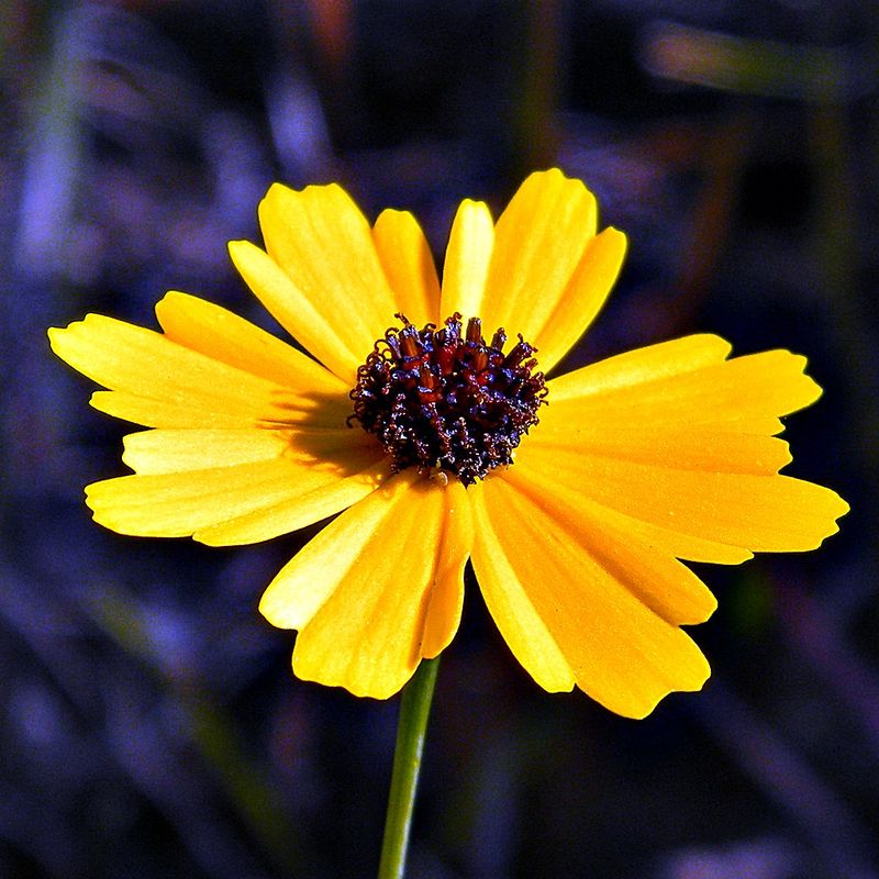Coreopsis (Tickseed)