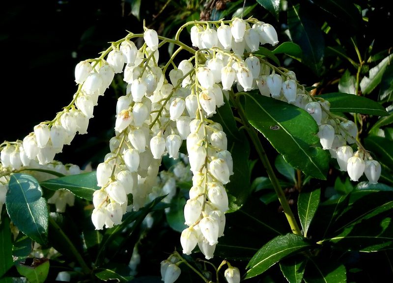 Japanese Pieris