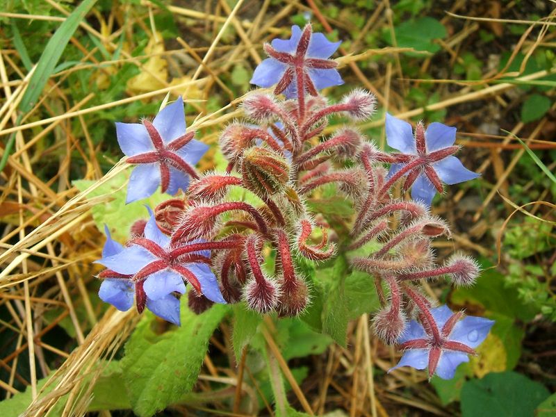 Borage