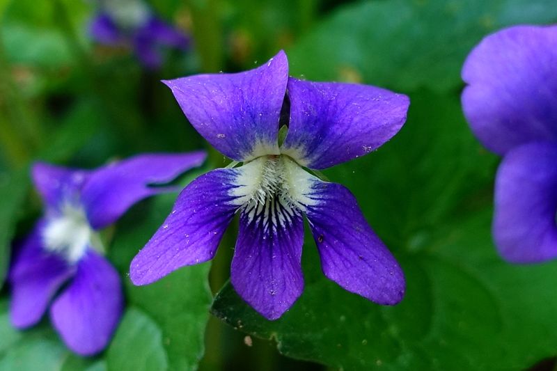 Violet (Viola)