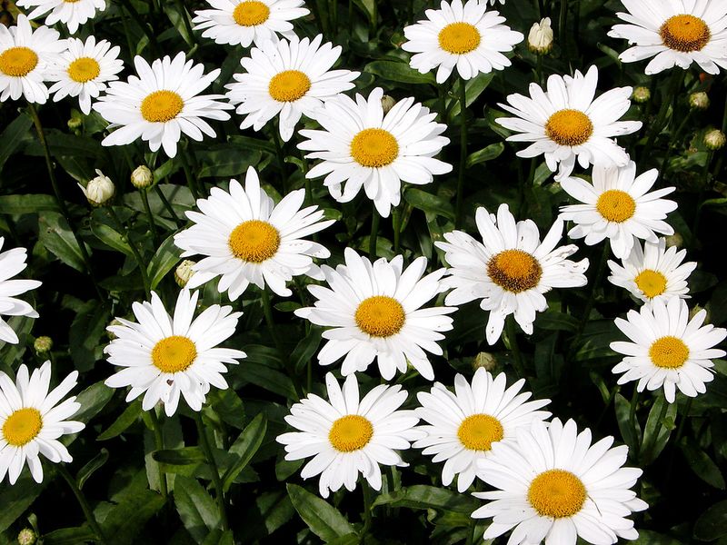 Shasta Daisy (Leucanthemum)