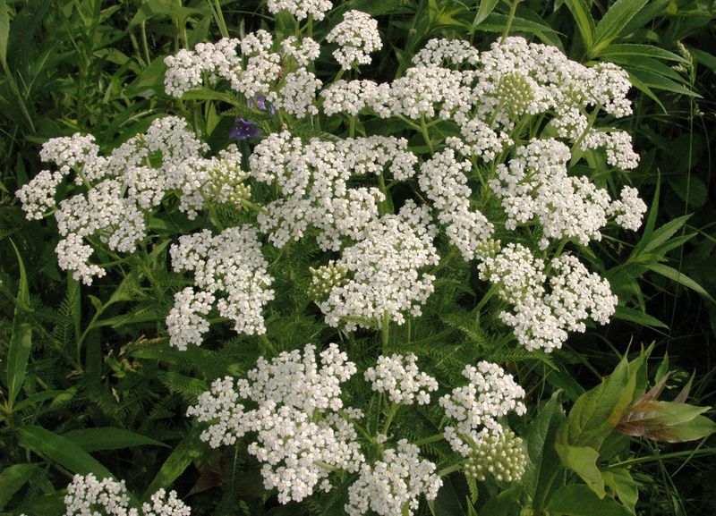 Yarrow (Achillea millefolium)