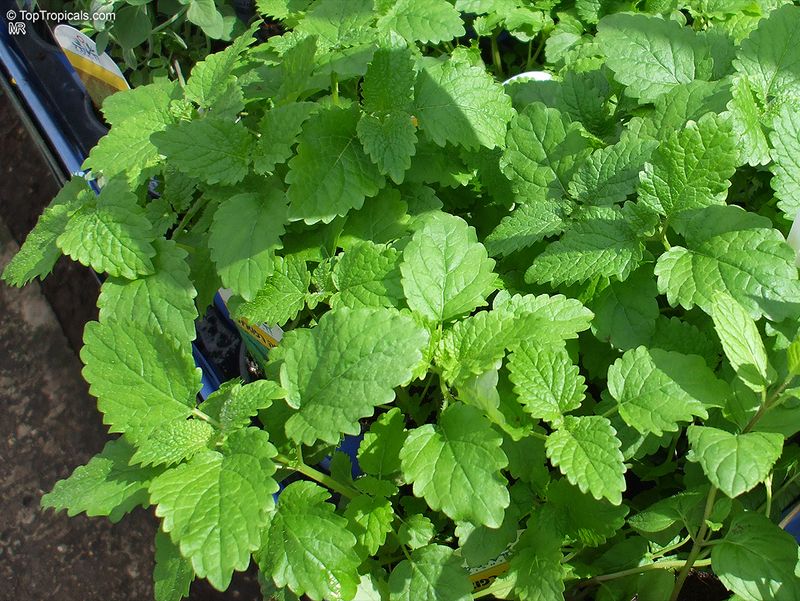 Lemon Balm