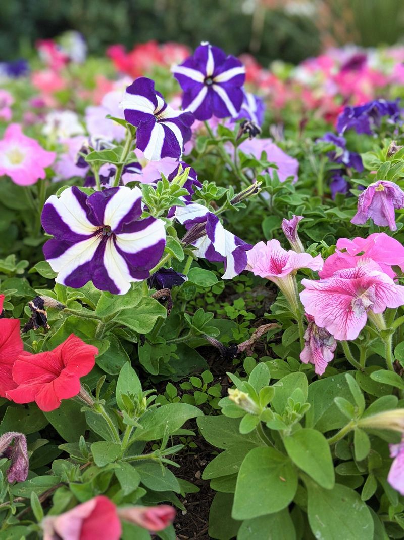 Petunias