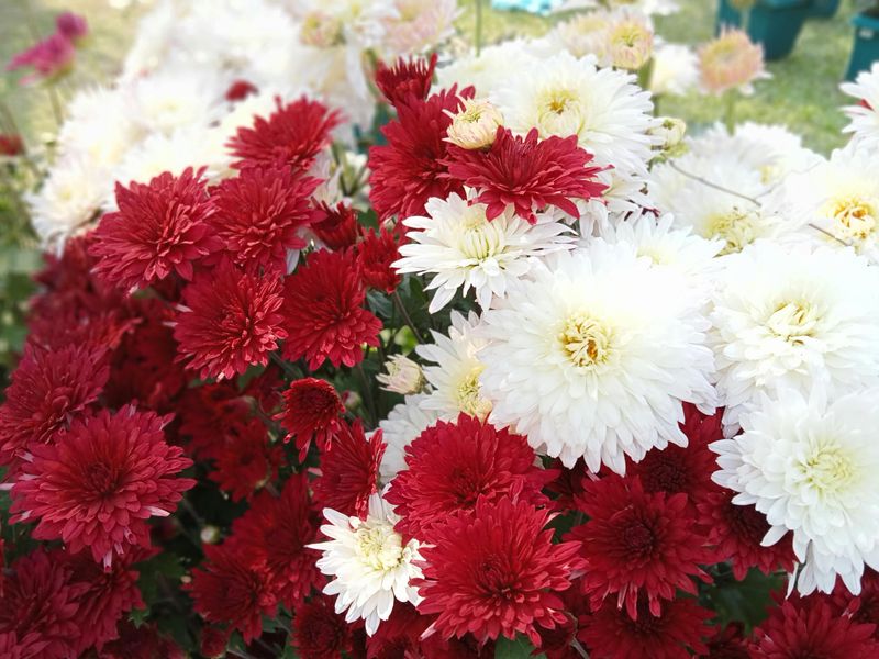 Chrysanthemums