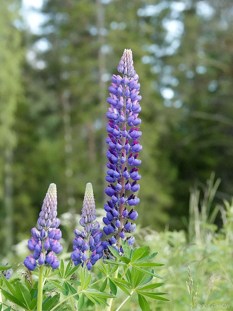 Lupine