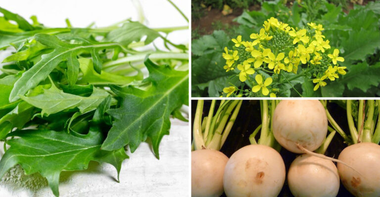 Cold-Tolerant Veggies You Can Sow First, Before Everything Else