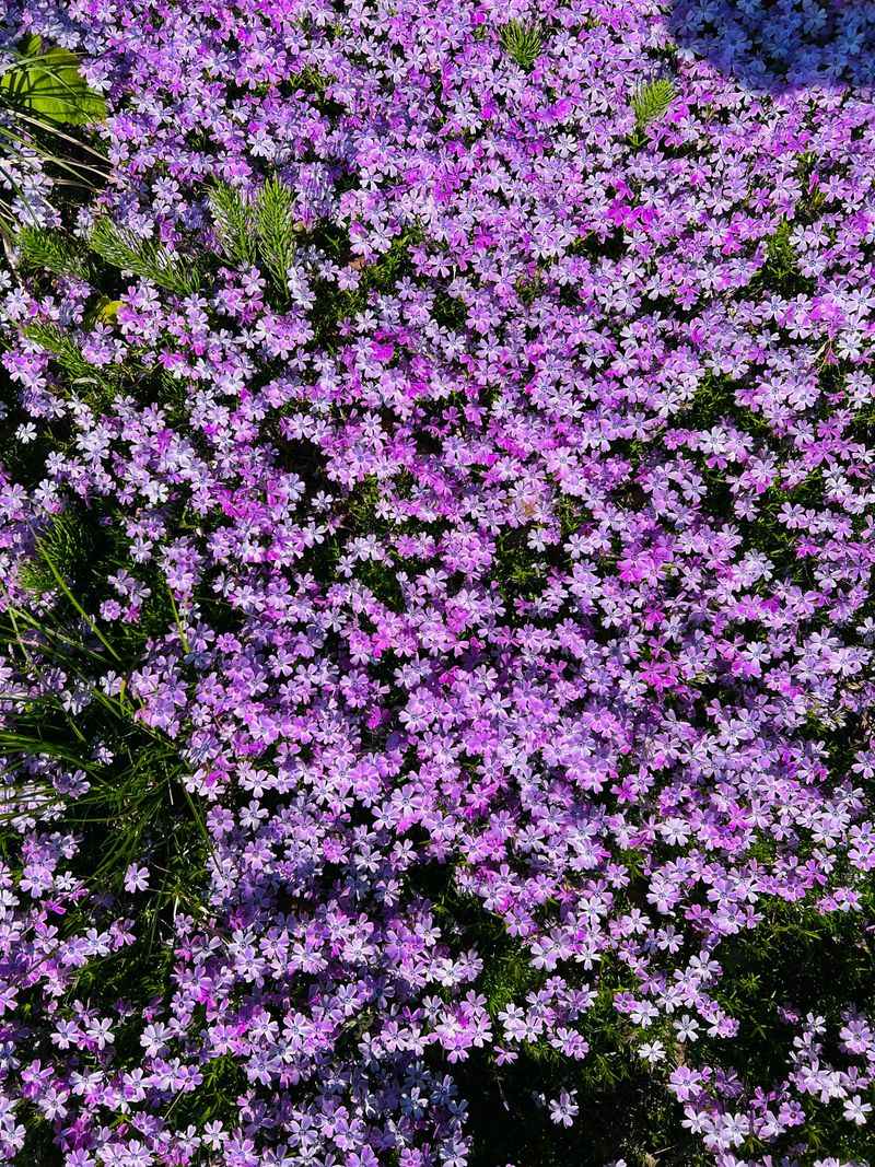 Creeping Phlox (Phlox subulata)