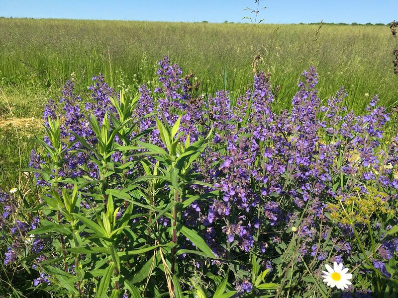 Catmint (Nepeta)