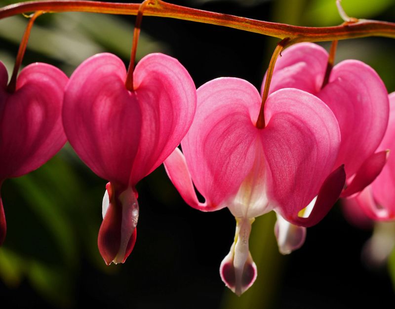 Bleeding Heart