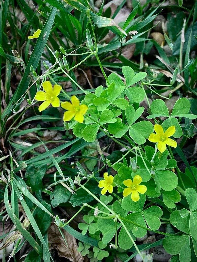 Oxalis (Wood Sorrel)